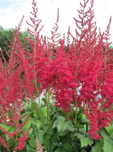 Tawułka ' Cardinal' - Astilbe 'Cardinal'