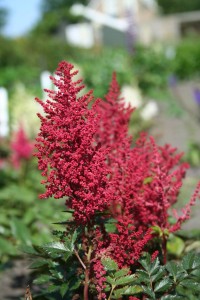 Tawułka ' Red Sentinel' -  Astilbe ' Red Sentinel ' 