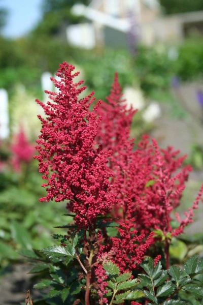Astilbe ' Red Sentinel '.jpg