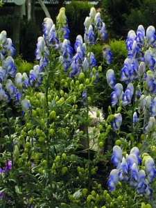 Tojad ogrodowy 'Bicolor' - Aconitum cammerun 'Bicolor'