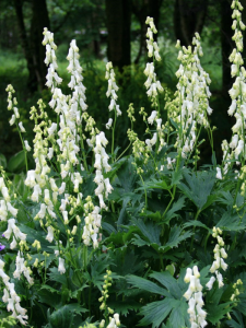 Tojad najmocniejszy 'Album' - Aconitum napellus 'Album'