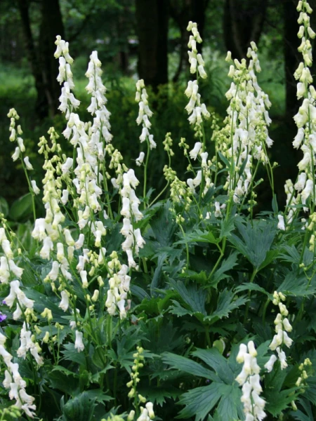 Aconitum napellus 'Album'