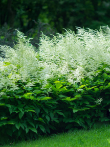 Parzydło leśne - Aruncus dioicus