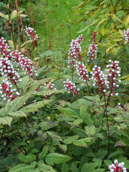 Actaea pachypoda 'Misty Blue'