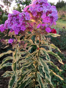 Floks wiechowaty 'Olympus' - Phlox paniculata 'Olympus'