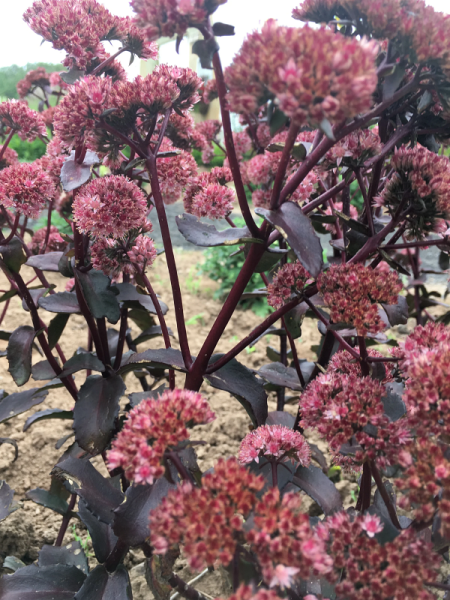 Sedum telephium 'Bon Bon'