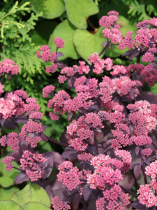Rozchodnik okazały 'Chocolate Cherry'  - Sedum spectabile 'Chocolate Cherry'