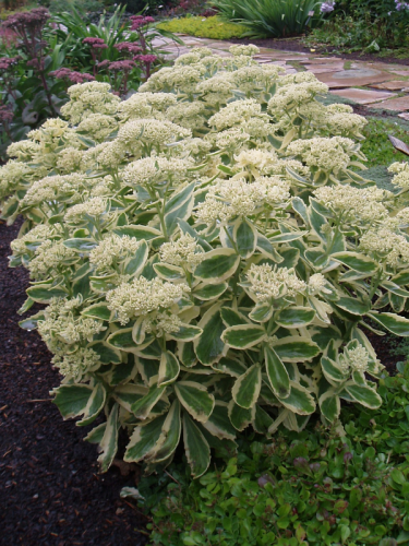 Sedum telephium 'Lajos-Autumn Charm