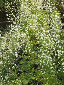 Rutewka Delavaya 'Album' -  Thalictrum delavayi 'Album'