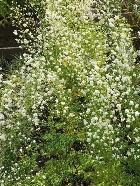Thalictrum delavayi 'Album'