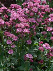 Jarzmianka większa 'Cherise Button' -  Astrantia major 'Cherise Button'