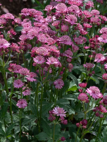 Astrantia major 'Cherise Button'