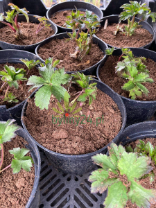 Astrantia major 'White Sensation'