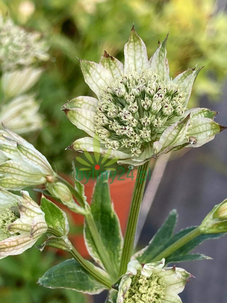 Astrantia major 'White Sensation'