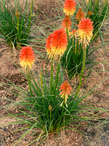 batch_Kniphofia-Poco-Daybreak-3.png Photo(s) courtesy of TERRA NOVA® Nurseries, Inc. www.terranovanurseries.com