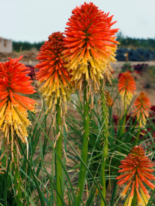 Trytoma 'Poco Daybreak' - Kniphofia 'Poco Daybreak'