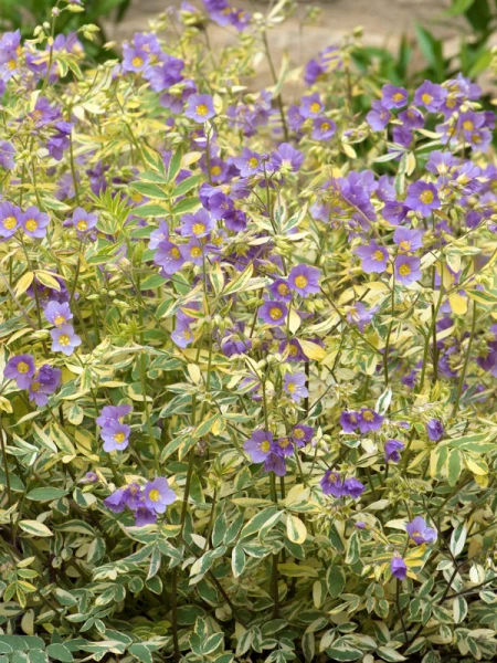 Polemonium reptans 'Golden Feathers'
