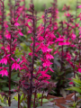 Lobelia speciosa 'FanShip Burgundy'