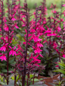 Lobelia okazała 'FanSchip Burgundy' - Lobelia speciosa 'FanSchip Burgundy'