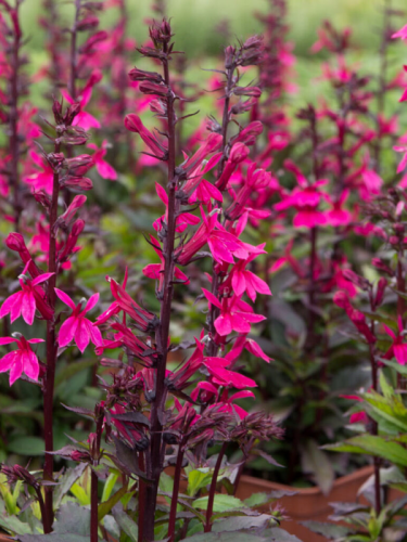 Lobelia speciosa 'FanShip Burgundy'
