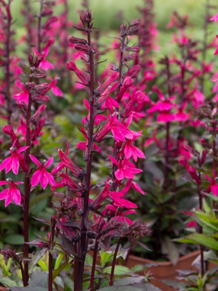 Lobelia speciosa 'FanShip Burgundy'