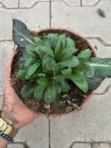 Lobelia speciosa 'FanSchip Burgundy'