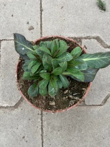 Lobelia speciosa 'FanSchip Burgundy'