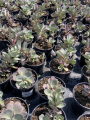 Rozchodnik 'Amber Red' - Sedum ' Amber Red' (id: 882)