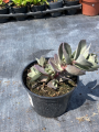 Rozchodnik 'Amber Red' - Sedum ' Amber Red' (id: 882)