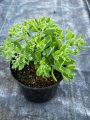 Rozchodnik 'Thundercloud' - Sedum ' Thundercloud' (id: 883)