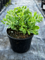 Rozchodnik 'Thundercloud' - Sedum ' Thundercloud' (id: 883)