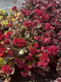 Rozchodnik 'Amber Red' - Sedum ' Amber Red' (id: 882)