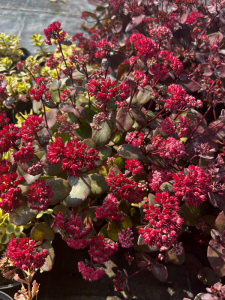 Rozchodnik 'Amber Red' - Sedum ' Amber Red' 