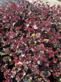 Rozchodnik 'Amber Red' - Sedum ' Amber Red' (id: 882)