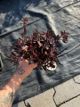 Rozchodnik 'Amber Red' - Sedum ' Amber Red' (id: 882)