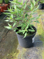 Barbula klandońska ' Camara Compact Blue' (id: 787)