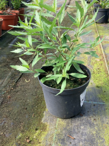 Barbula klandońska ' Camara Compact Blue' (id: 787)