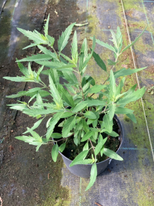 Barbula klandońska ' Camara Compact Blue' (id: 787)