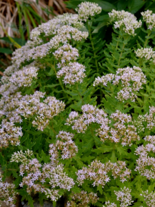 Rozchodnik 'Thundercloud' - Sedum ' Thundercloud'