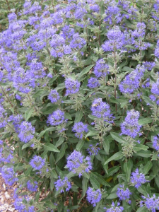 Barbula klandońska ' Camara Compact Blue'