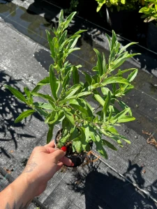 Caryopteris clandonensis 'Camara Dark Blue