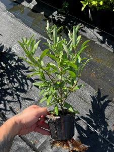 Caryopteris clandonensis 'Camara Dark Blue