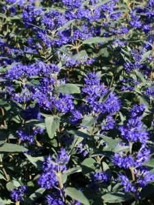 Caryopteris clandonensis 'Camara Dark Blue