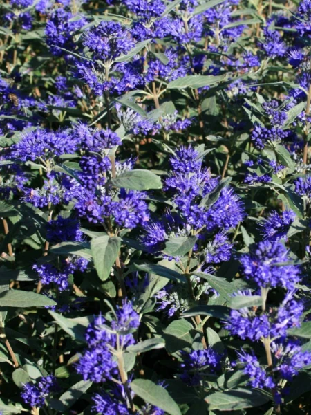 Caryopteris clandonensis 'Camara Dark Blue