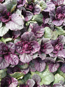 Dąbrówka rozłogowa 'Burgundy Glow' -  Ajuga reptans 'Burgundy Glow'