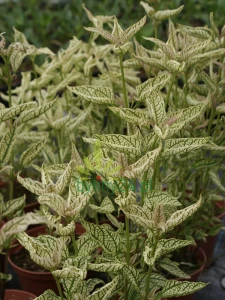 Heliopsis helianthoides 'Helikon'