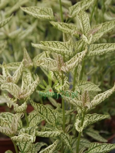 Heliopsis helianthoides 'Helikon'