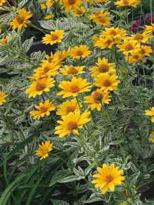 Heliopsis helianthoides 'Helikon'
