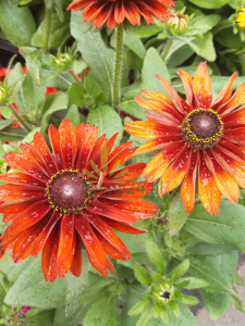 Rudbeckia × hybrida 'Summerdaisy's Bronze Bicolor'