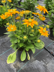 Rudbeckia × hybrida 'Summerdaisy's Golden Sun'